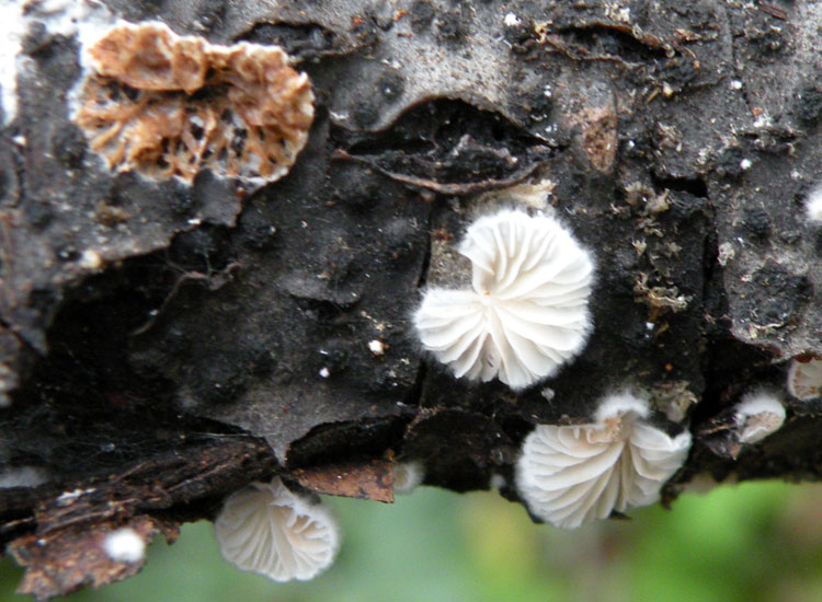 Il solito pasticcione....(Schizopora paradoxa)